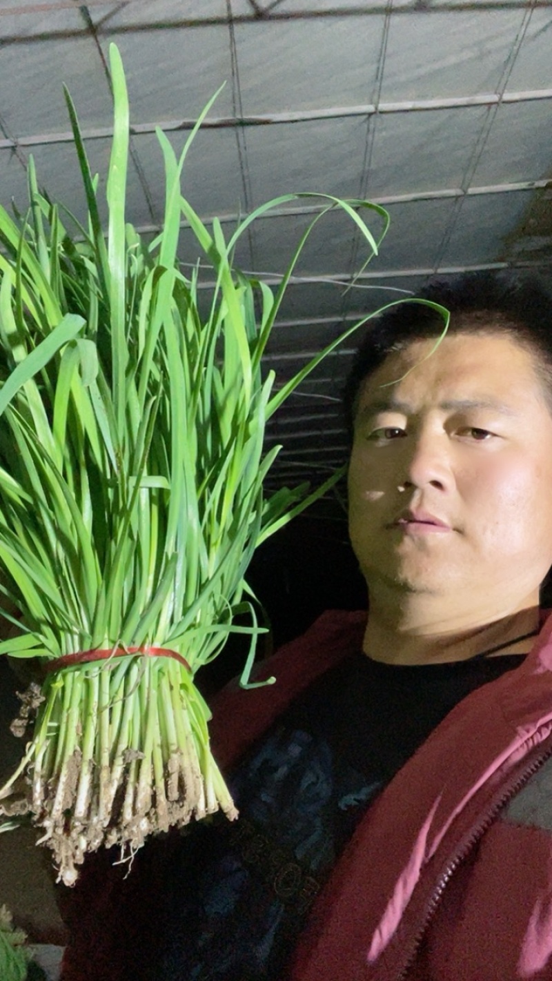 韭菜宽叶粗壮根深绿色叶面蔬菜人工种植