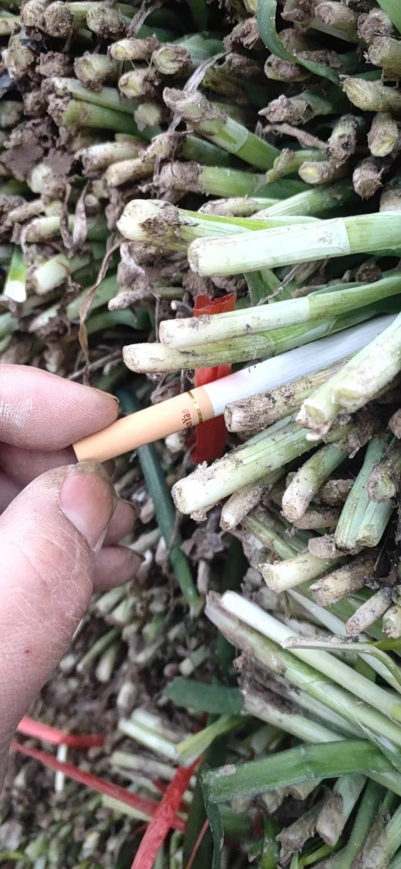 韭菜宽叶粗壮根深绿色叶面蔬菜人工种植