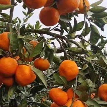 陕西汉中城固蜜橘一手好货源。