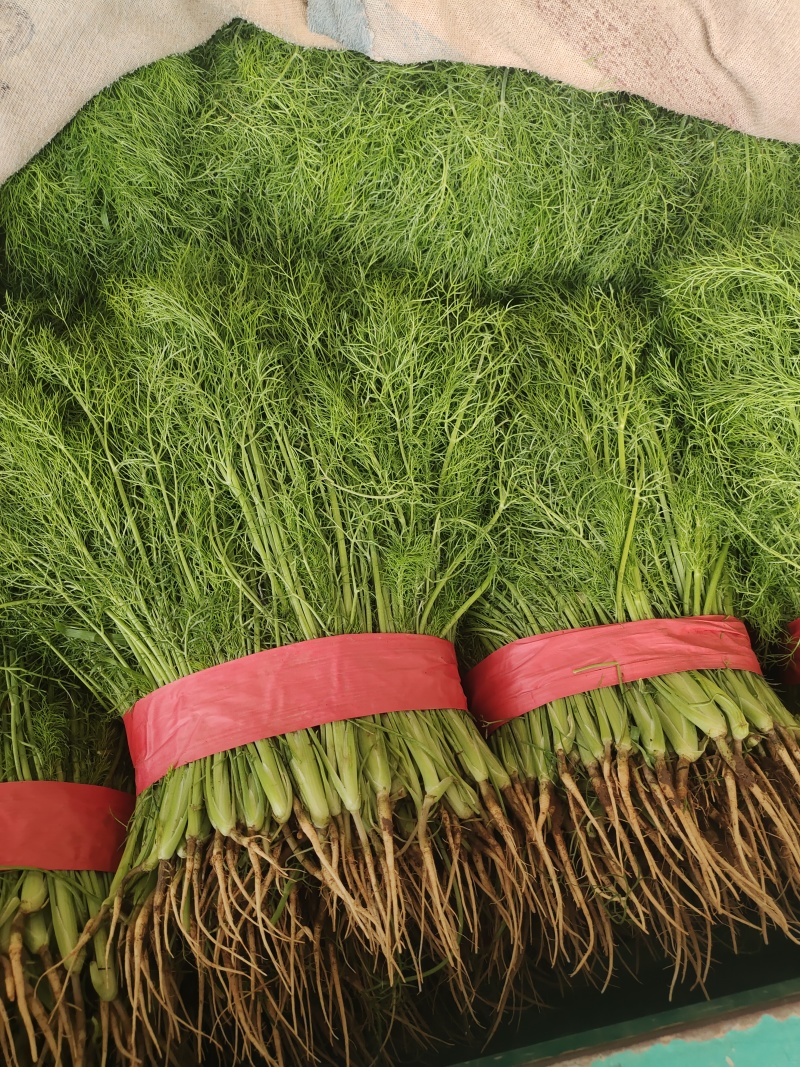 小茴香茴香苗永年精品茴香承接商超代收代发代加工