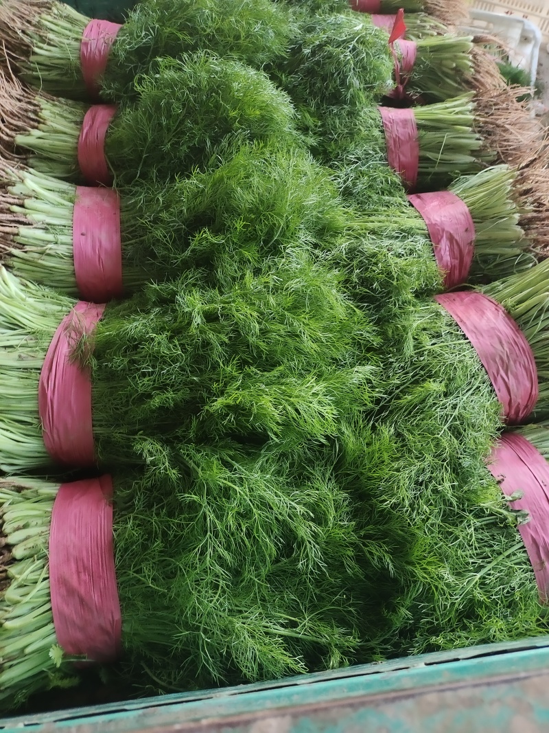 小茴香茴香苗永年精品茴香承接商超代收代发代加工