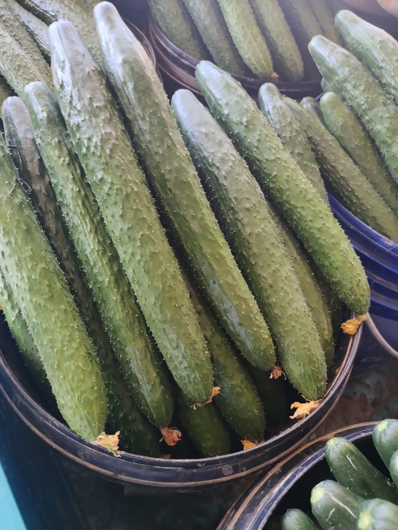 河北邯郸精品黄瓜，瓜条直颜色绿，顶花带刺，按需包装