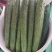河北邯郸精品黄瓜，瓜条直颜色绿，顶花带刺，按需包装