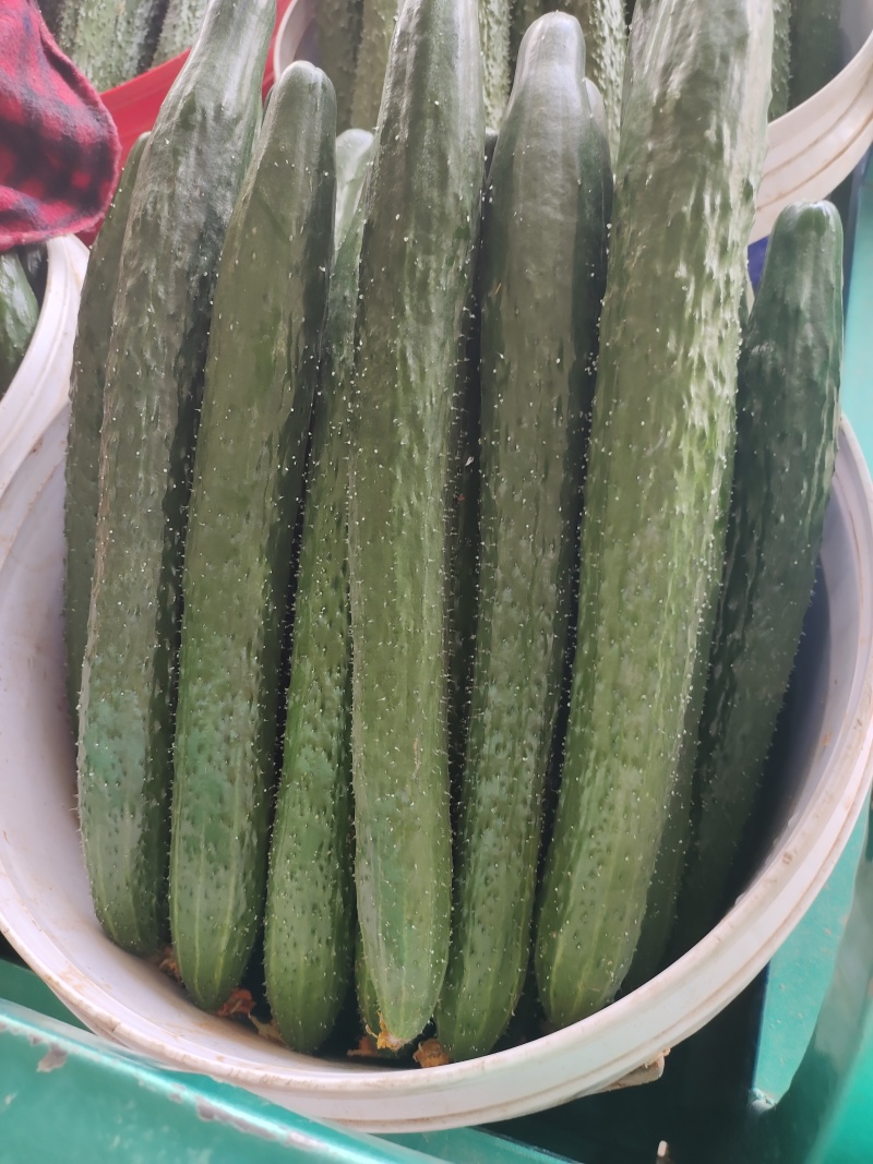 河北邯郸精品黄瓜，瓜条直颜色绿，顶花带刺，按需包装