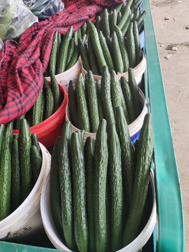 河北邯郸精品黄瓜，瓜条直颜色绿，顶花带刺，按需包装