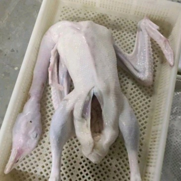 白条鹅两光鹅