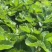 香野隋株草莓苗现挖现卖实地看苗脱毒草莓苗