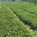 香野隋株草莓苗现挖现卖实地看苗脱毒草莓苗