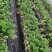 香野隋株草莓苗现挖现卖实地看苗脱毒草莓苗