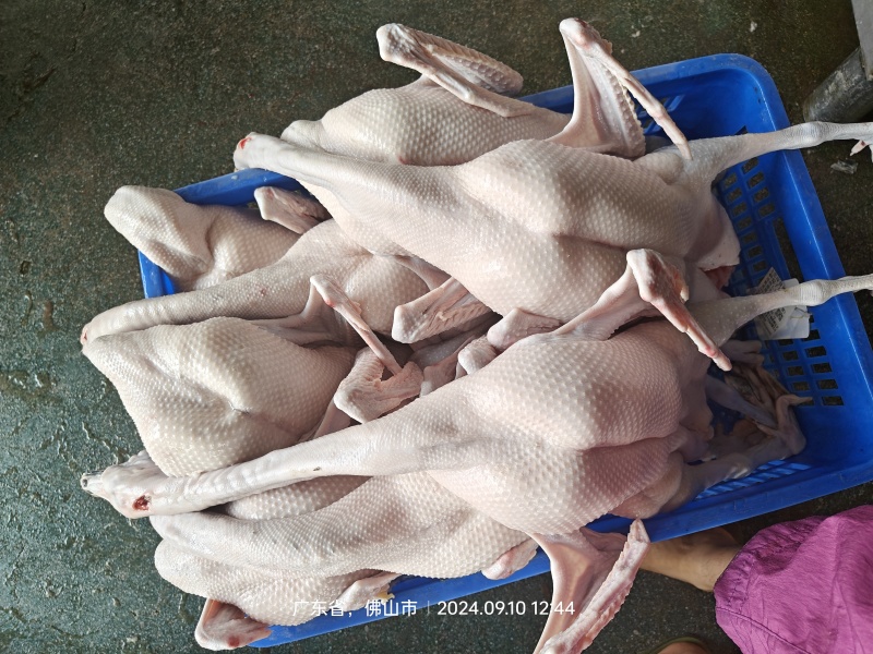 黑棕鹅光鹅批发零售5-10斤光鹅大量有货电话联系