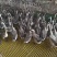 黑棕鹅光鹅批发零售5-10斤光鹅大量有货电话联系