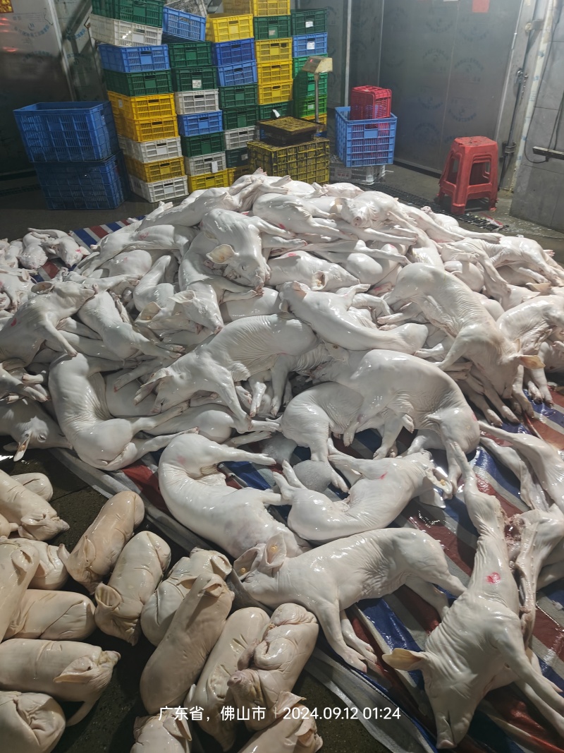 广西乳猪批发大小都有，提前电话联系订购