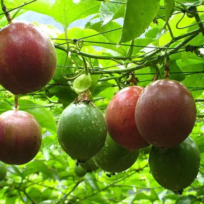 【推荐】台农百香果苗种植基地直供可实地考察量大从优！