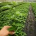【推荐】台农百香果苗种植基地直供可实地考察量大从优！