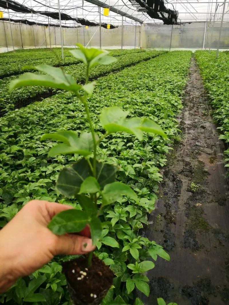 【推荐】台农百香果苗种植基地直供可实地考察量大从优！