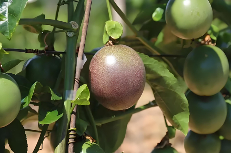 【推荐】台农百香果苗种植基地直供可实地考察量大从优！