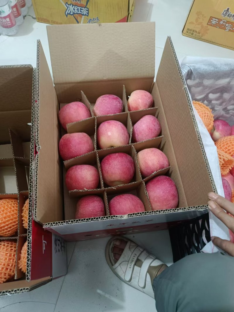 陕西，洛川，白水，早富士