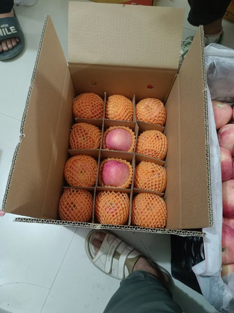 陕西，洛川，白水，早富士