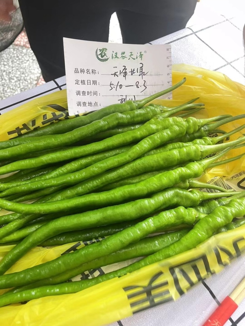 天泽长绿（浅绿色长线椒）/武汉/洪山区直供/可零售批发