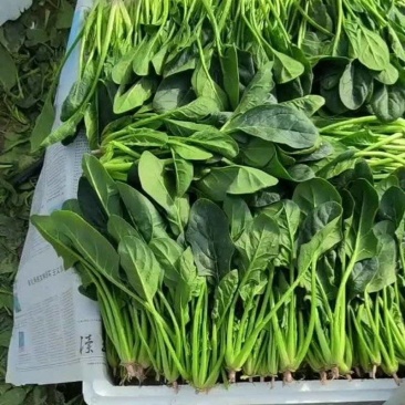 菠菜
