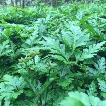 鸡爪黄莲
