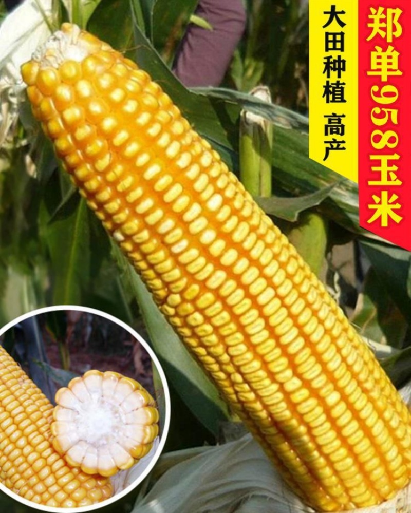 郑单958国审高产玉米种子大全大棒白轴抗倒抗旱矮杆苞谷