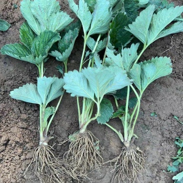 草莓苗种植基地现挖现卖根系发达章姬红颜隋株宁玉妙七妙三