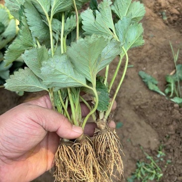 草毒苗种植基地现挖现卖根系发达章姬红颜宁玉隋株妙三妙七