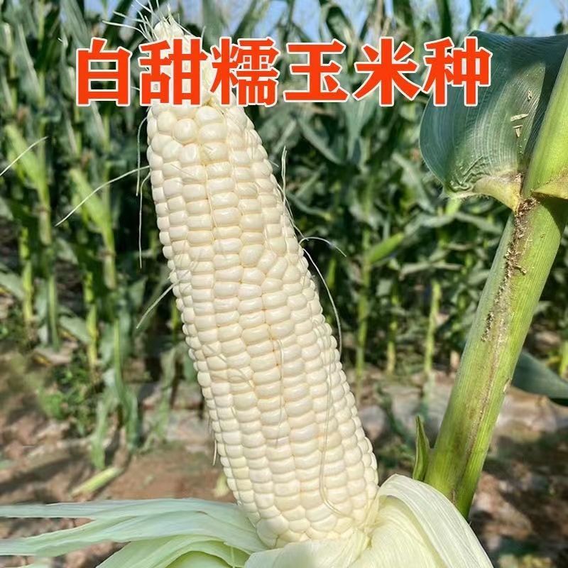 中糯二号中熟白甜糯玉米种子籽高产大棒审定加甜糯白糯玉米种
