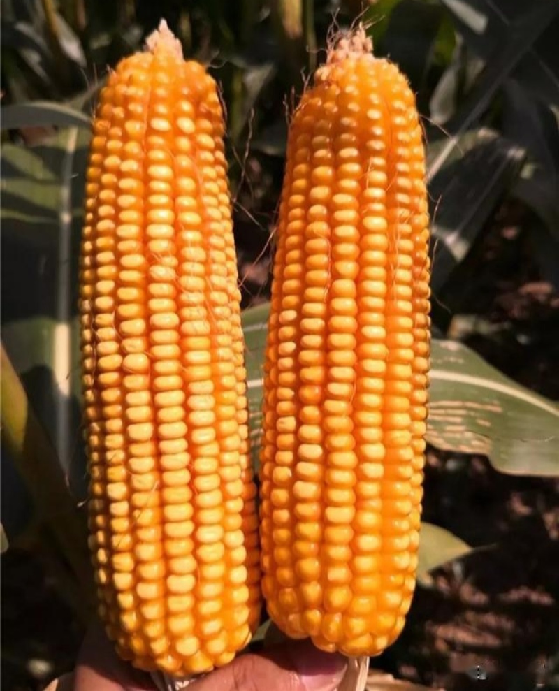 丰乐NK718玉米种子国审饲料玉米大田大棒黄玉米抗病高产