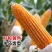 丰乐NK718玉米种子国审饲料玉米大田大棒黄玉米抗病高产