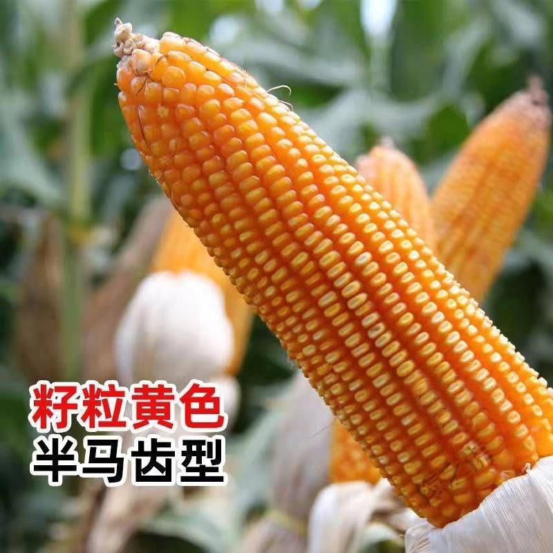 丰乐NK718玉米种子国审饲料玉米大田大棒黄玉米抗病高产