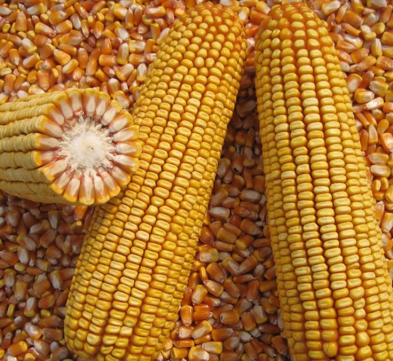 丰乐NK718玉米种子国审饲料玉米大田大棒黄玉米抗病高产