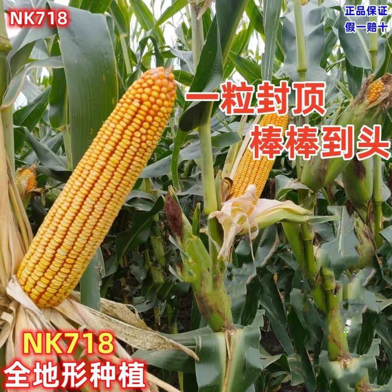 丰乐NK718玉米种子国审饲料玉米大田大棒黄玉米抗病高产