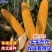 丰乐NK718玉米种子国审饲料玉米大田大棒黄玉米抗病高产
