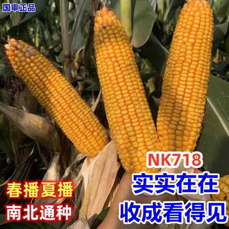 丰乐NK718玉米种子国审饲料玉米大田大棒黄玉米抗病高产