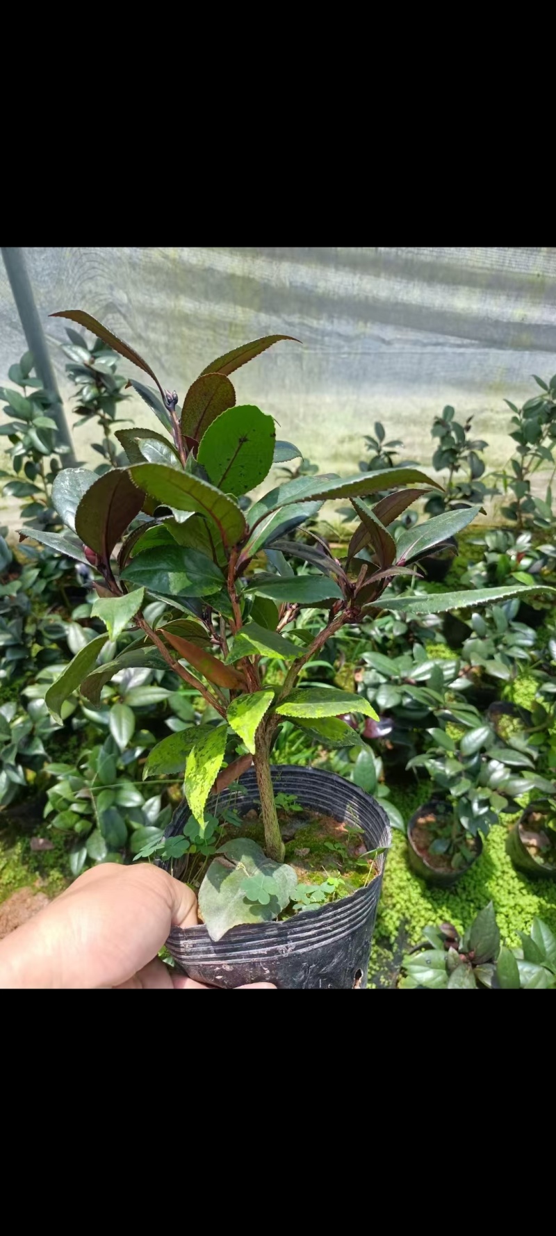 16杯红叶贝拉供货中，基地直发