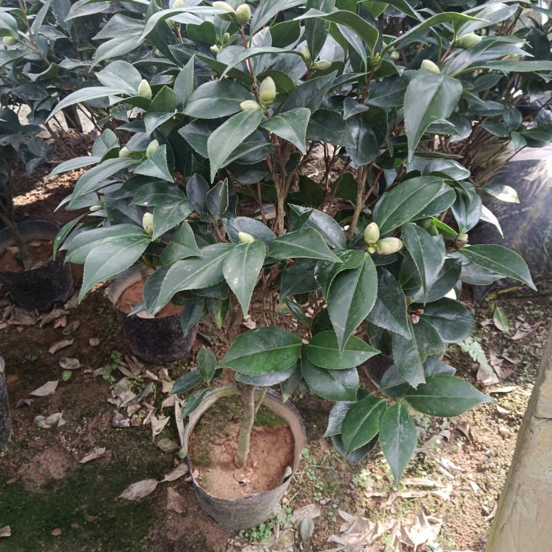 21杯大红赤丹供货中，茶花基地直发品质保证欢迎联系