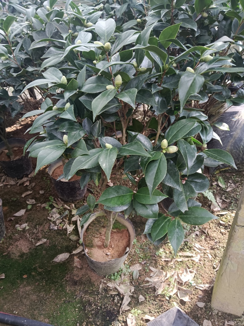 21杯大红赤丹供货中，茶花基地直发品质保证欢迎联系