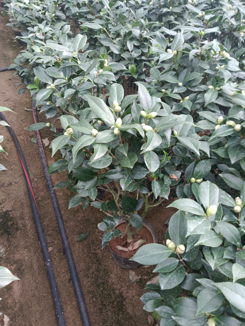 21杯大红赤丹供货中，茶花基地直发品质保证欢迎联系