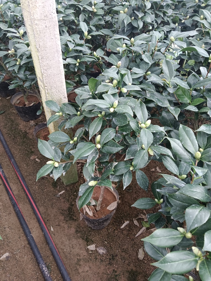 21杯大红赤丹供货中，茶花基地直发品质保证欢迎联系