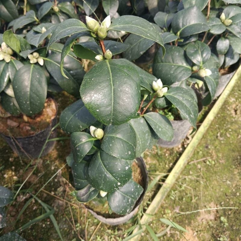 16杯东方亮供货中，茶花基地直发货源充足