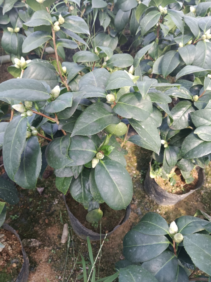 16杯东方亮供货中，茶花基地直发货源充足