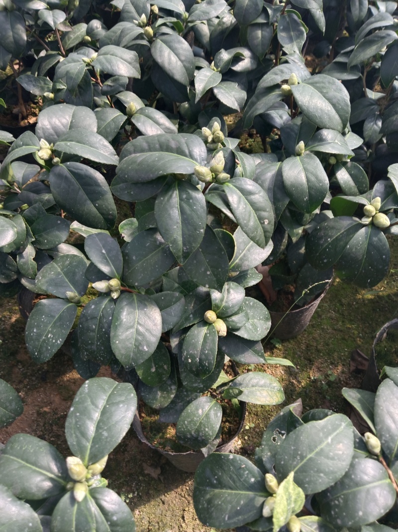 16杯东方亮供货中，茶花基地直发货源充足