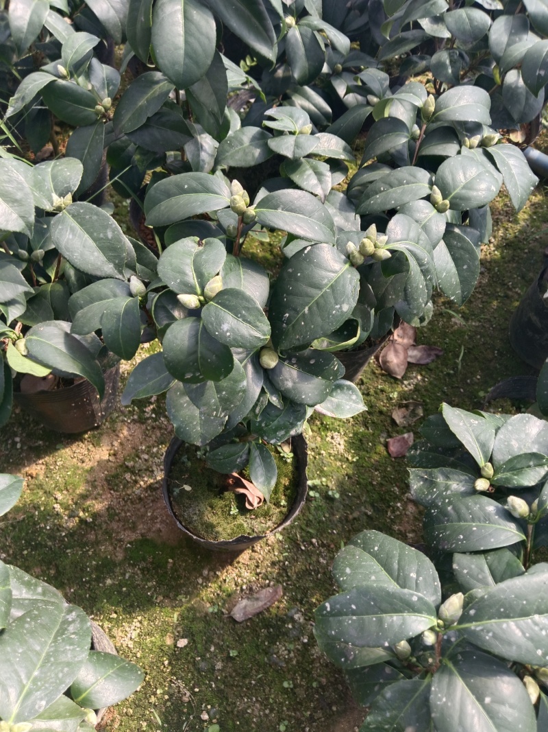 16杯东方亮供货中，茶花基地直发货源充足