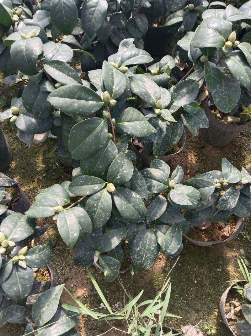 16杯东方亮供货中，茶花基地直发货源充足