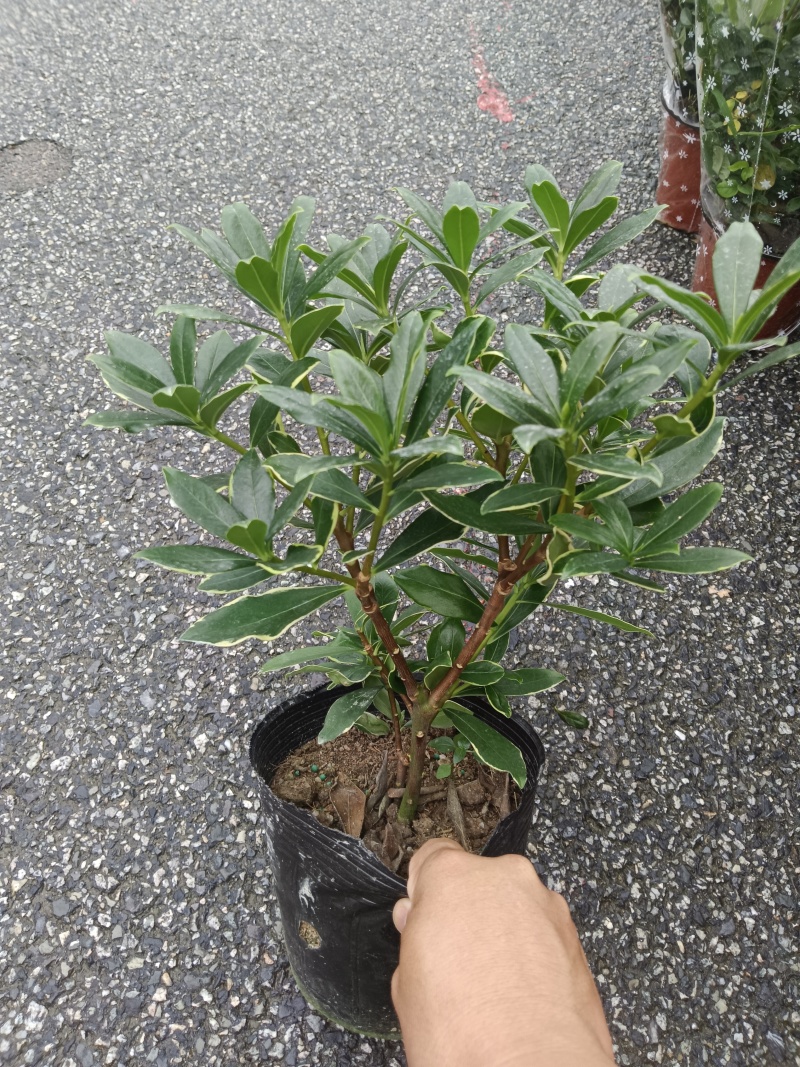 金边瑞香供货中，基地直发价格实惠欢迎联系易养活
