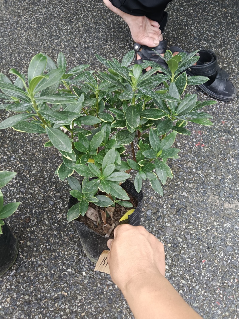 金边瑞香供货中，基地直发价格实惠欢迎联系易养活