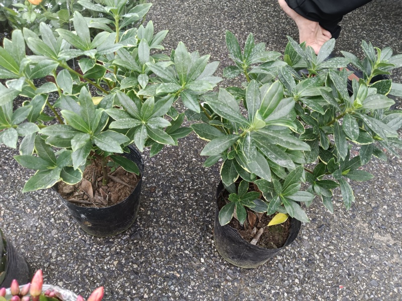 金边瑞香供货中，基地直发价格实惠欢迎联系易养活