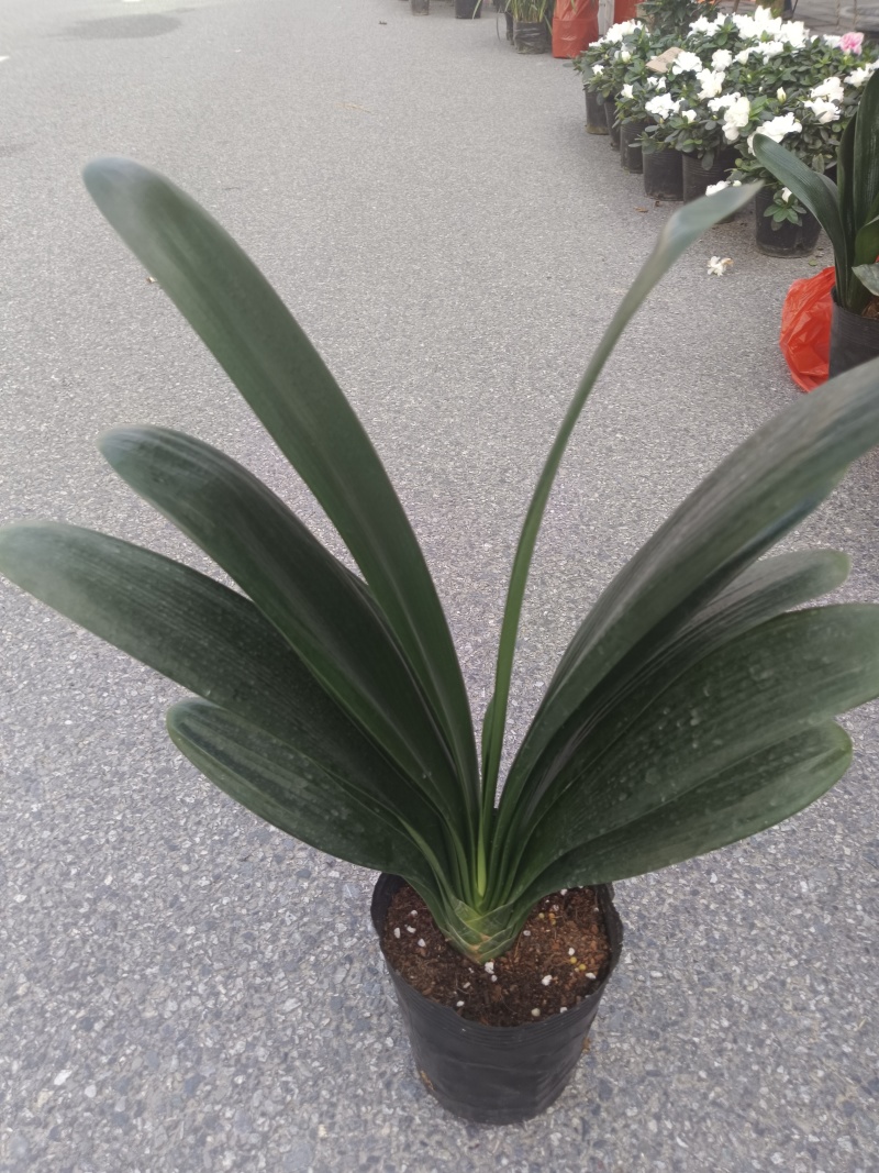 18杯君子兰供货中，基地直发规格齐全欢迎联系